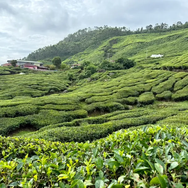 Rows of tea bushes covering the hills around Munnar under a cloudy sky