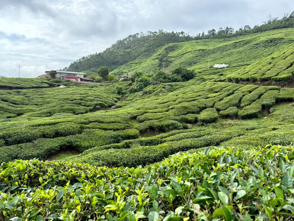 Rows of tea bushes covering the hills around Munnar under a cloudy sky