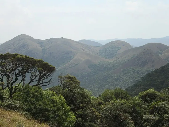 Shola forest and rolling grassy hills in Silent Valley National Park