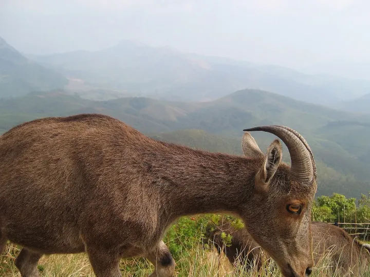 A Nilgiri tahr grazing on a ridge above the misty hills of Eravikulam