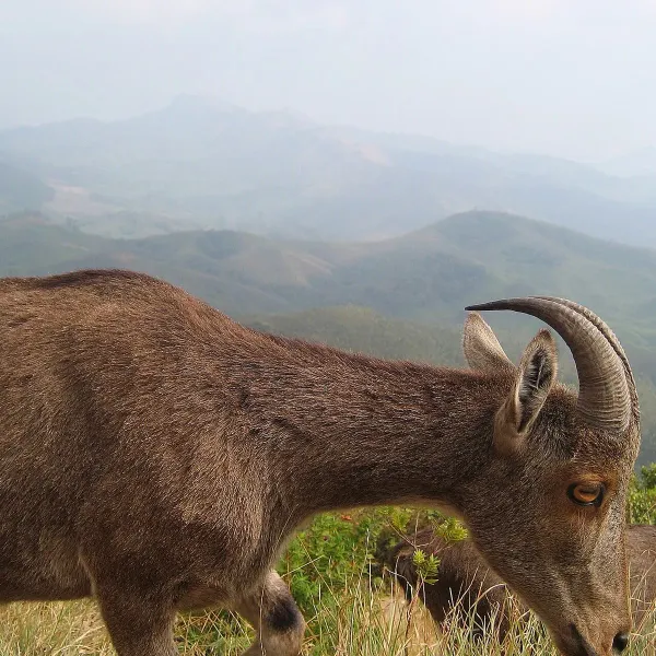 A Nilgiri tahr grazing on a ridge above the misty hills of Eravikulam