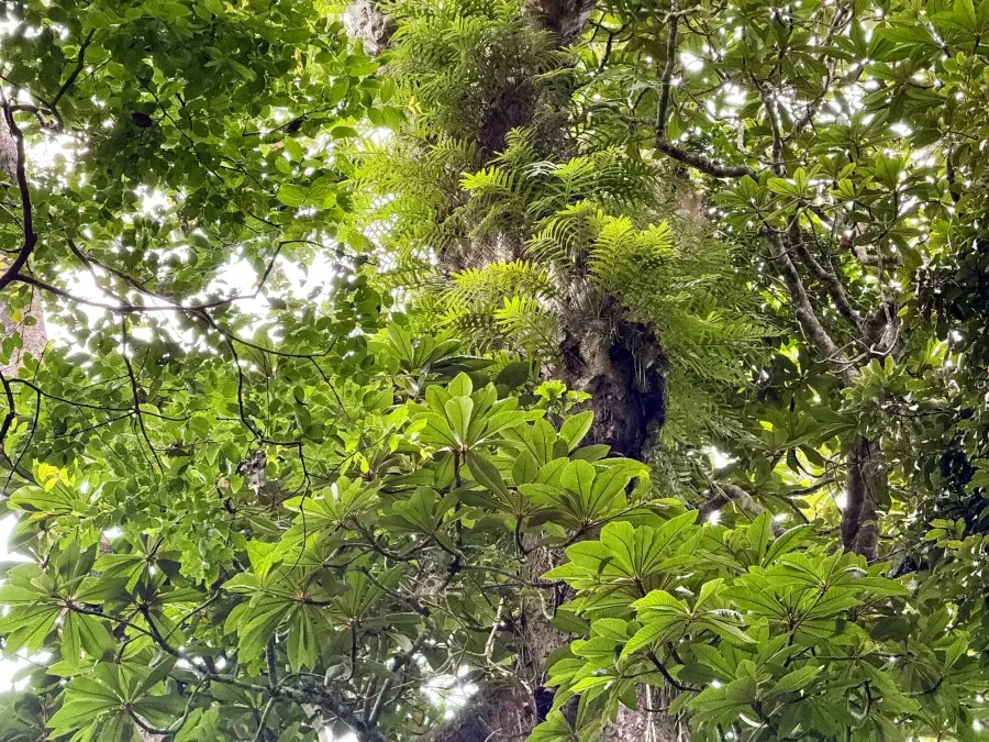 Looking up into an evergreen canopy with ferns growing on a tree trunk