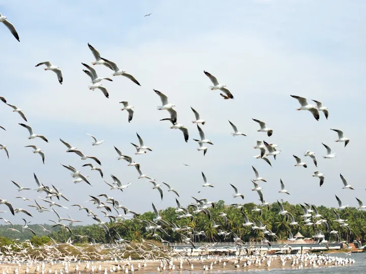 A flock of gulls flying low over the estuary at Kadalundi Bird Sanctuary